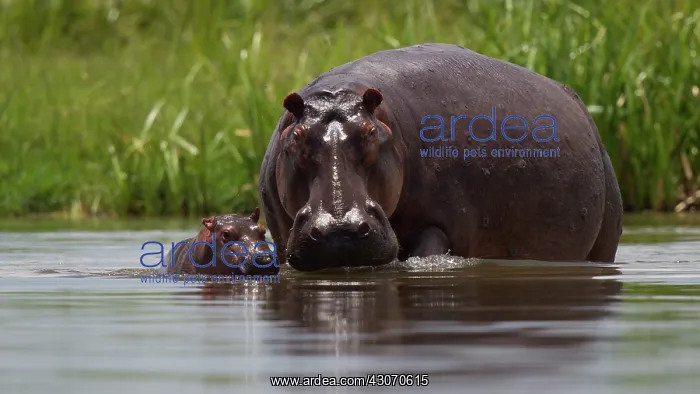 : Hippopotamus : Hippopotamus