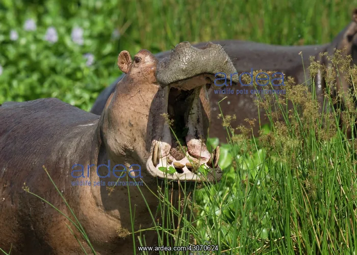 : Hippopotamus : Hippopotamus