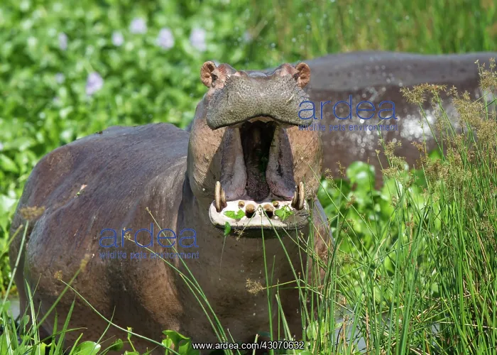 : Hippopotamus : Hippopotamus