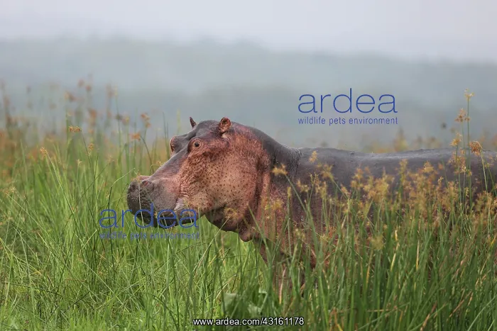 : Hippopotamus : Hippopotamus