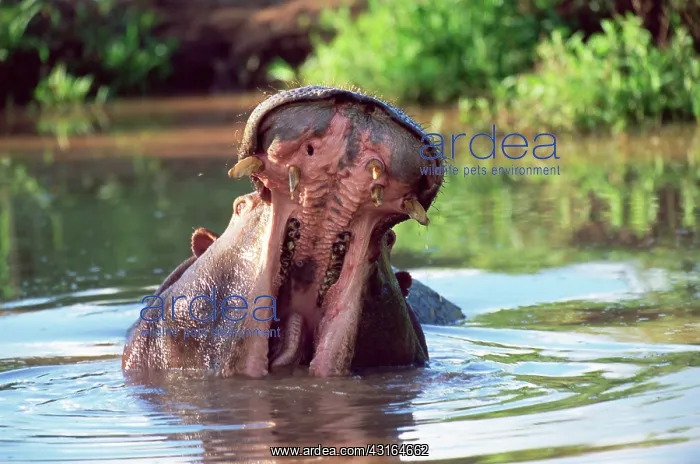 : Hippopotamus : Hippopotamus