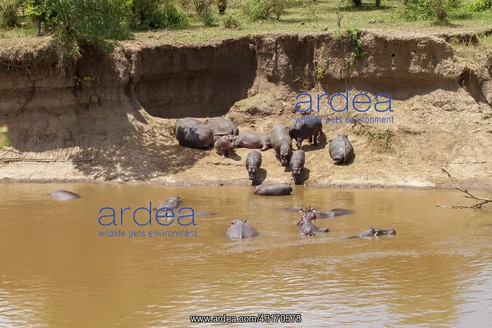 : Hippopotamus : Hippopotamus