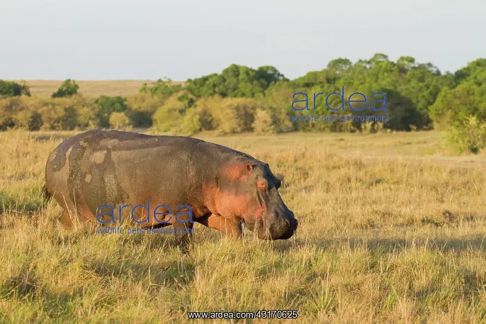 : Hippopotamus : Hippopotamus
