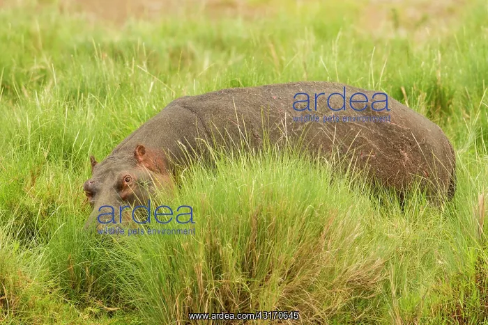 : Hippopotamus : Hippopotamus