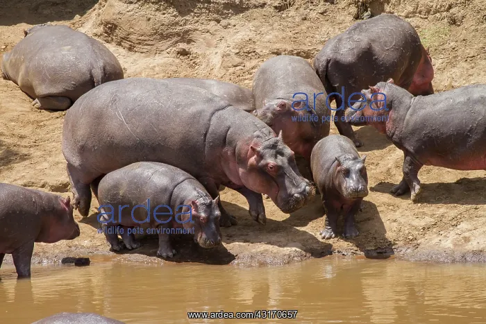 : Hippopotamus : Hippopotamus