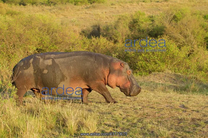 : Hippopotamus : Hippopotamus