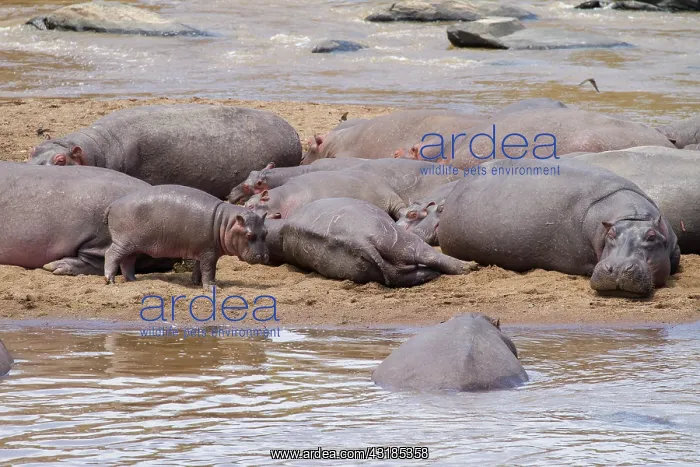 : Hippopotamus : Hippopotamus