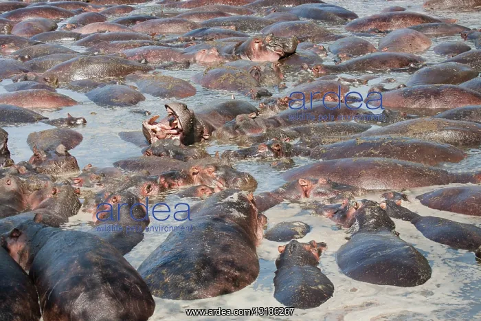 : Hippopotamus : Hippopotamus