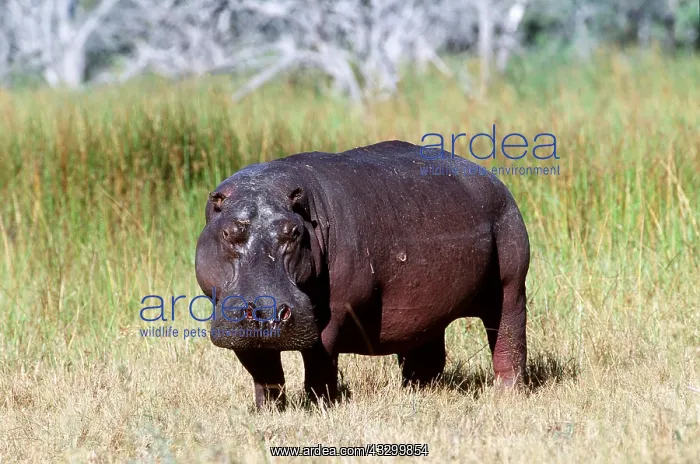 : HIPPOPOTAMUS : HIPPOPOTAMUS