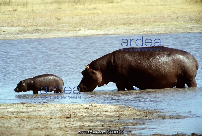 : HIPPOPOTAMUS - adult and calf in water : HIPPOPOTAMUS - adult and calf in water