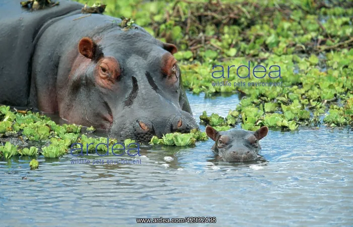 : HIPPOPOTAMUS - adult and juvenile heads in weeds with young : HIPPOPOTAMUS - adult and juvenile heads in weeds with young