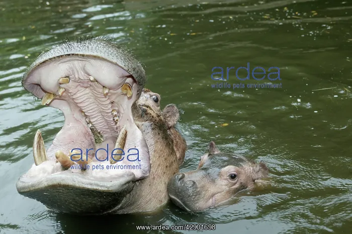 : Hippopotamus - adult yawning, with baby in water : Hippopotamus - adult yawning, with baby in water