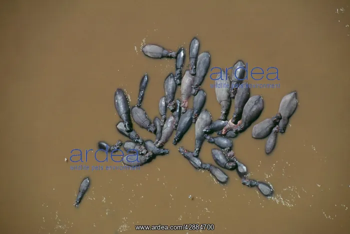  : Hippopotamus - aerial view of group in water