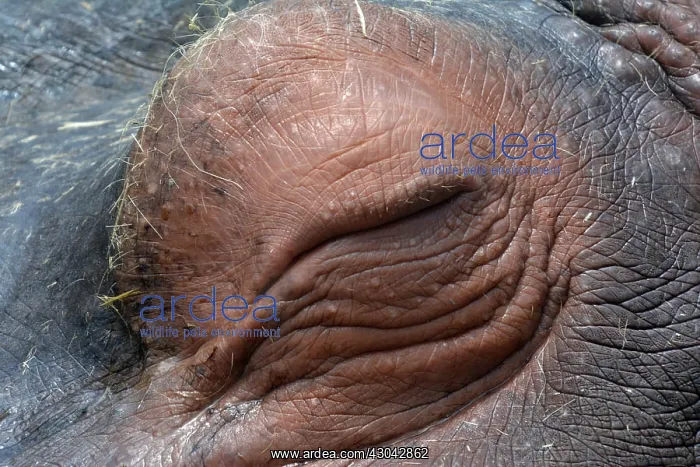  : Hippopotamus asleep; African animals