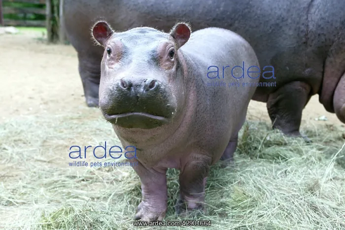 : Hippopotamus - baby facing camera : Hippopotamus - baby facing camera