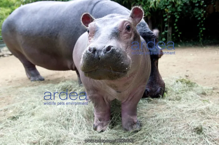 : Hippopotamus - baby facing camera : Hippopotamus - baby facing camera