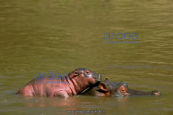 : Hippopotamus - baby on motherIs back in water