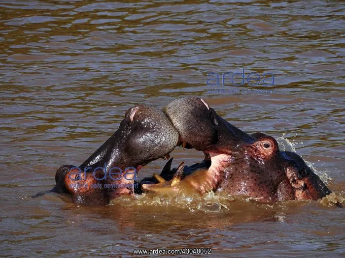 : Hippopotamus bathing in the river in the Masai : Hippopotamus bathing in the river in the Masai