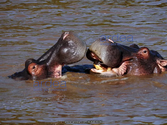 : Hippopotamus bathing in the river in the Masai : Hippopotamus bathing in the river in the Masai
