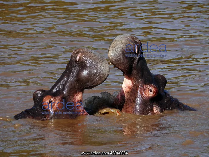 : Hippopotamus bathing in the river in the Masai : Hippopotamus bathing in the river in the Masai