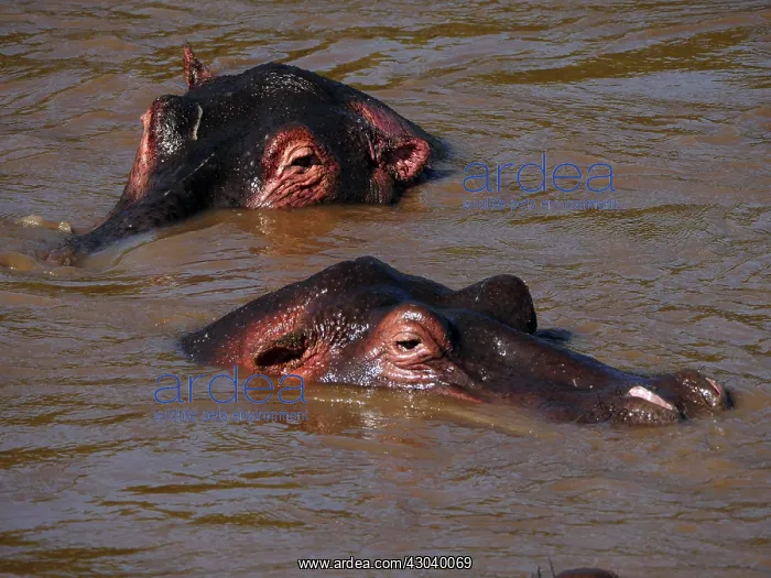  : Hippopotamus bathing in the river in the Masai