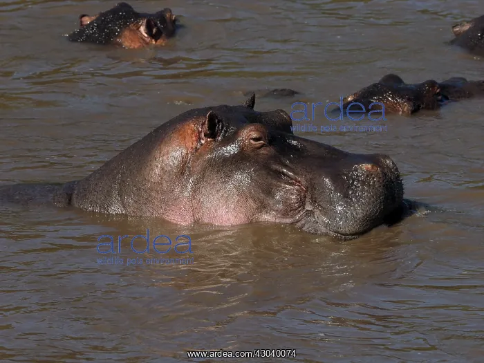 : Hippopotamus bathing in the river in the Masai : Hippopotamus bathing in the river in the Masai