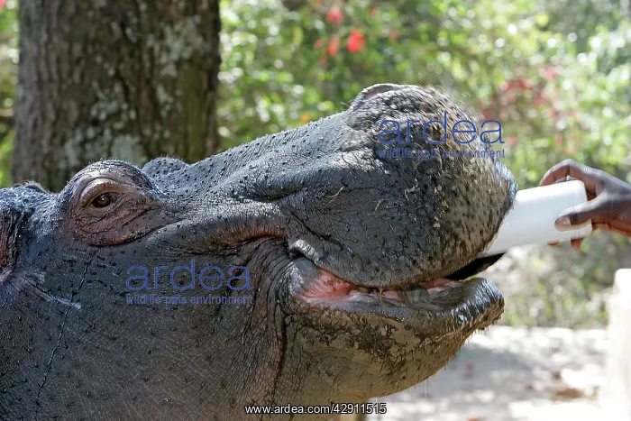 : Hippopotamus - being bottle fed : Hippopotamus - being bottle fed