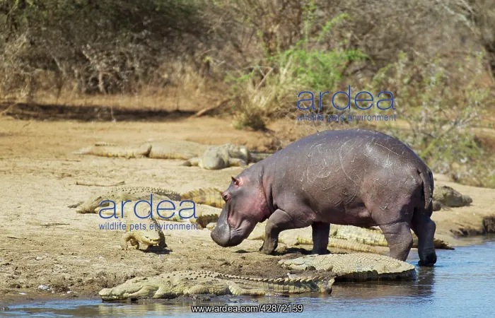 : Hippopotamus - bull coming out of the water and : Hippopotamus - bull coming out of the water and