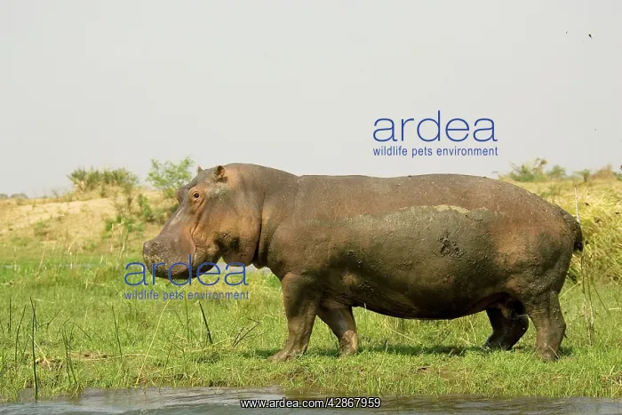 : Hippopotamus - Bull on an island in the Zambezi : Hippopotamus - Bull on an island in the Zambezi