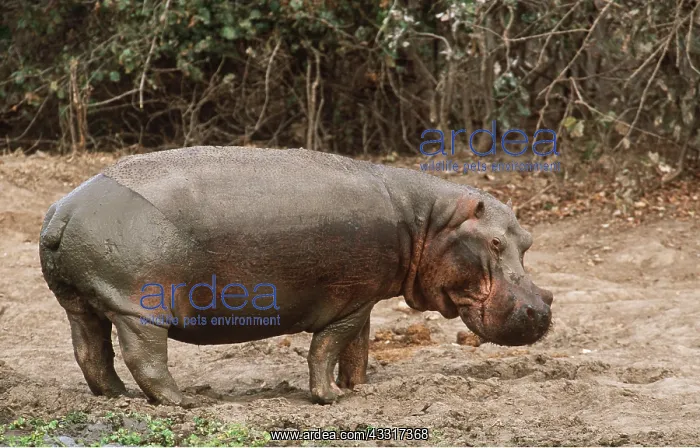 : HIPPOPOTAMUS - Bull standing at a waterhole : HIPPOPOTAMUS - Bull standing at a waterhole
