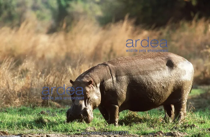 : HIPPOPOTAMUS - Bull at waterhole : HIPPOPOTAMUS - Bull at waterhole