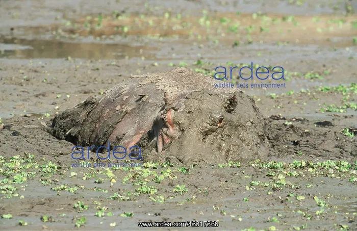 : HIPPOPOTAMUS - Bull in waterhole at peak of dry season : HIPPOPOTAMUS - Bull in waterhole at peak of dry season