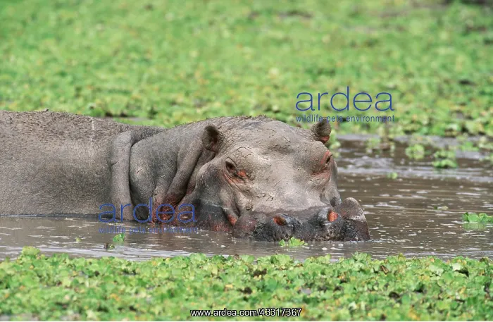 : HIPPOPOTAMUS - Bull in waterhole at peak of dry season : HIPPOPOTAMUS - Bull in waterhole at peak of dry season