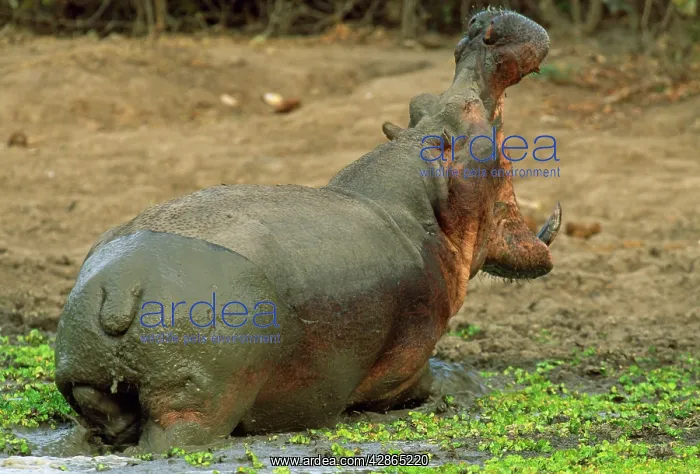 : Hippopotamus - bull yawning at waterhole covered : Hippopotamus - bull yawning at waterhole covered