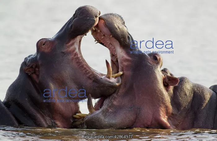  : Hippopotamus - Two bulls at an 'educational' play fight
