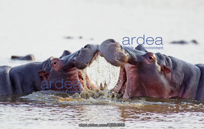 : Hippopotamus - Two bulls at an 'educational' play fight : Hippopotamus - Two bulls at an 'educational' play fight