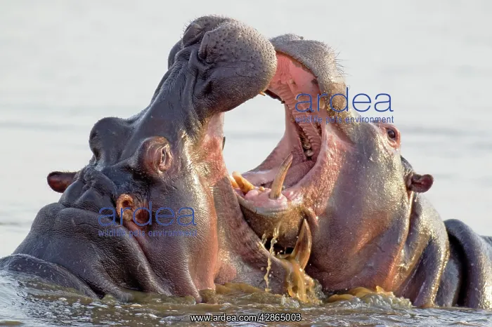  : Hippopotamus - Two bulls at an 'educational' play fight