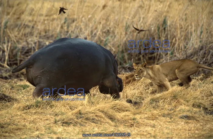 : HIPPOPOTAMUS - charging lioness : HIPPOPOTAMUS - charging lioness