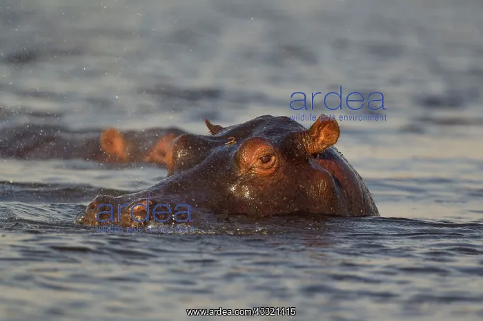 : Hippopotamus - close-up - in the Chobe River : Hippopotamus - close-up - in the Chobe River