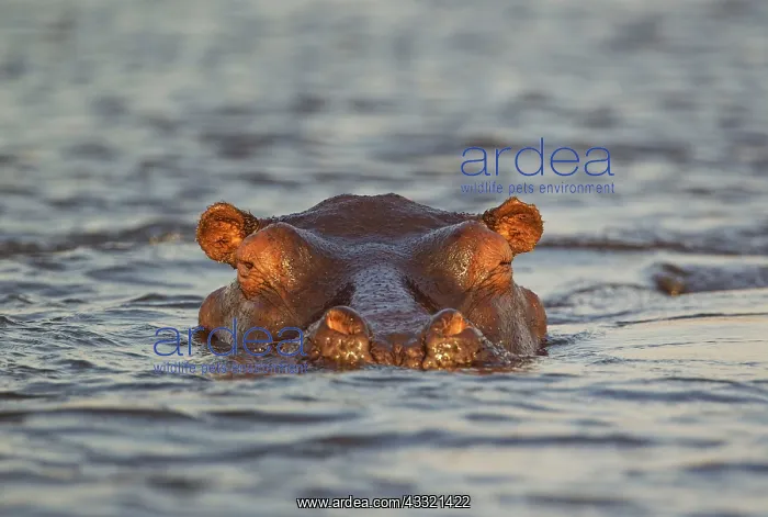  : Hippopotamus - close-up - in the Chobe River
