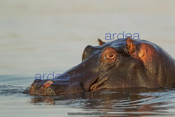 : Hippopotamus - close-up - in the Chobe River : Hippopotamus - close-up - in the Chobe River