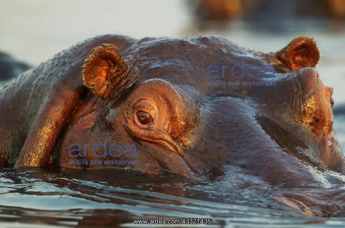 : Hippopotamus - close-up - in the Chobe River : Hippopotamus - close-up - in the Chobe River