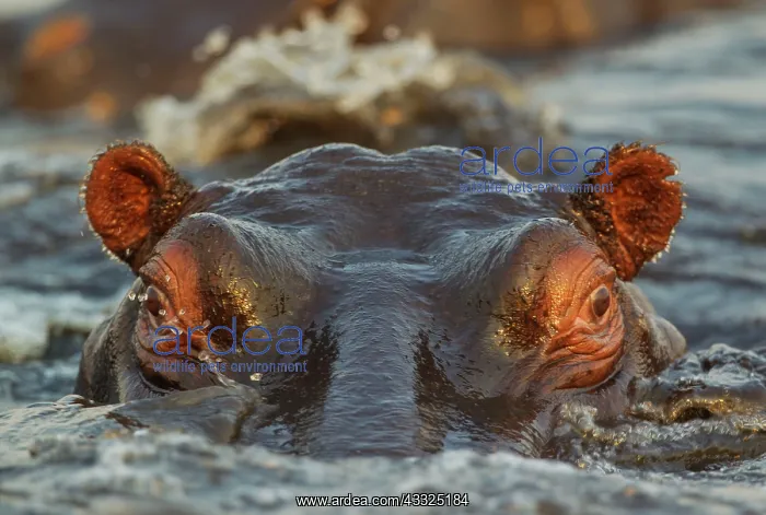 : Hippopotamus - close-up - in the Chobe River : Hippopotamus - close-up - in the Chobe River