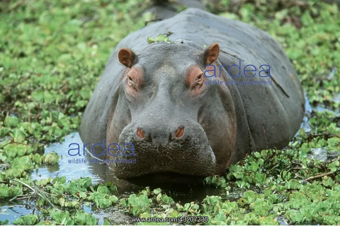 : HIPPOPOTAMUS- close-up of head and back in aquatic weeds : HIPPOPOTAMUS- close-up of head and back in aquatic weeds