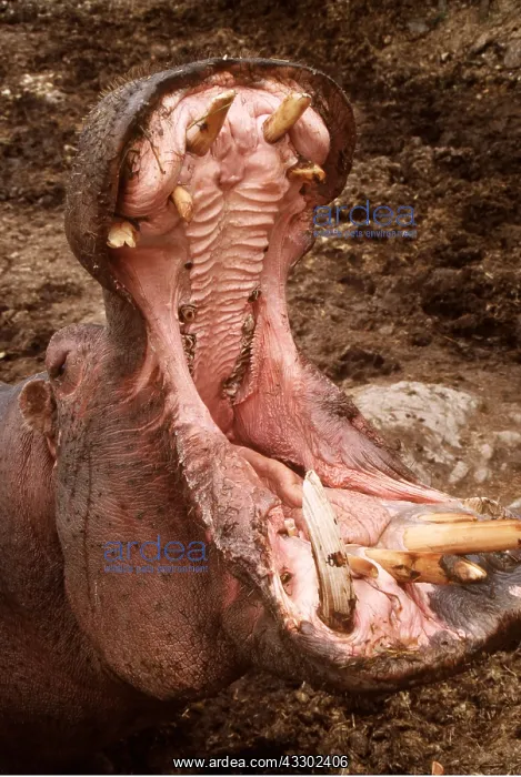 : HIPPOPOTAMUS - close-up of mouth : HIPPOPOTAMUS - close-up of mouth