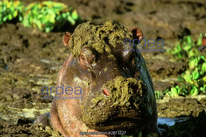  : Hippopotamus - covered in weeds