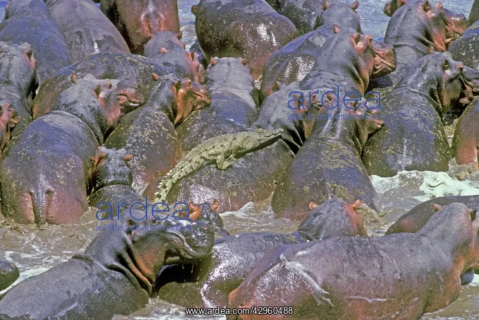 : Hippopotamus - crowded into pool with crocodile : Hippopotamus - crowded into pool with crocodile