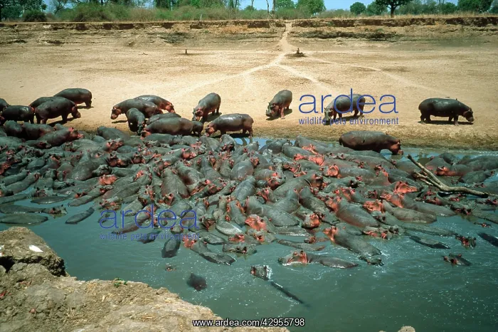  : Hippopotamus - crowded into pool at end of dry season