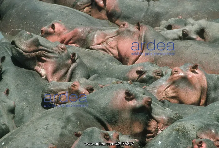 : Hippopotamus - crowded into pool at end of dry season : Hippopotamus - crowded into pool at end of dry season