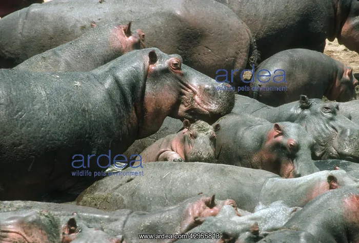 : Hippopotamus - crowded into pool at end of dry season : Hippopotamus - crowded into pool at end of dry season